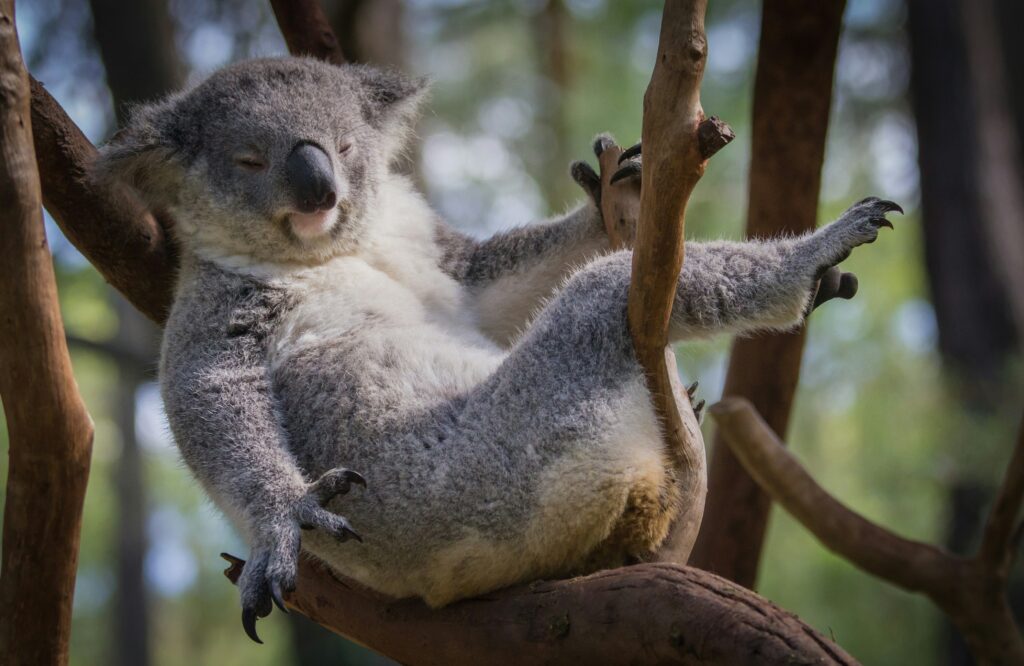 Koala lebab lõdvestunult eukalüptipuu oksal